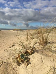 Düne am Strand von Zahara de los Atunes